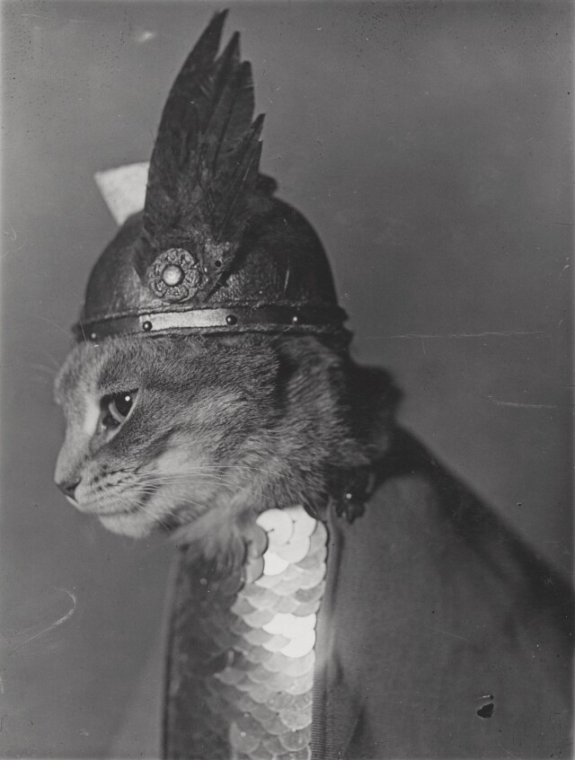 Брюнхильда, 1936. Кошка в шлеме викинга. Фотограф Адольф Э. Вейдхаас