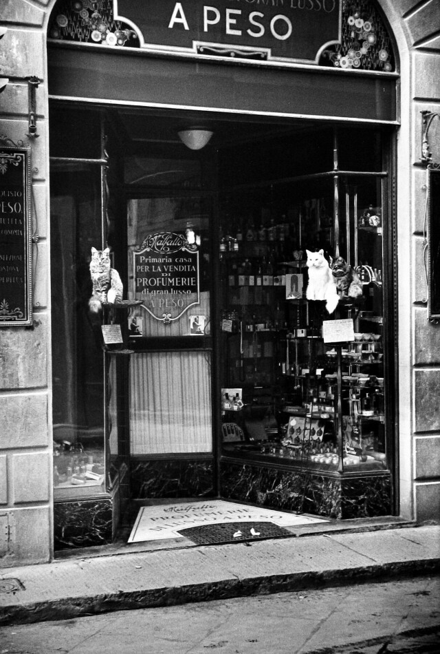 Кошки у входа в парфюмерный магазин, Флоренция, Италия, 1933. Фотограф Альфред Эйзенштадт