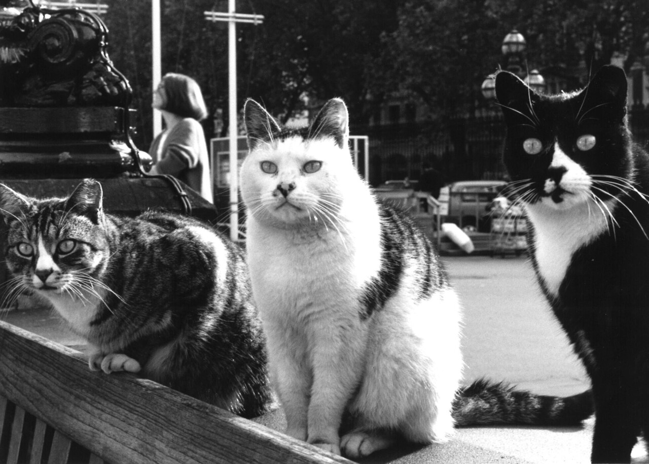 Коты и собаки в работах фотомастеров от классиков до современников ...