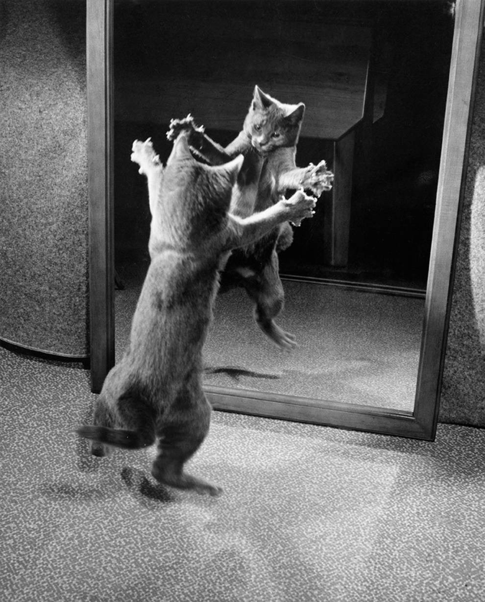 Кот играет со своим отражением в зеркале, 1964. Автор Уолтер Чандоха
