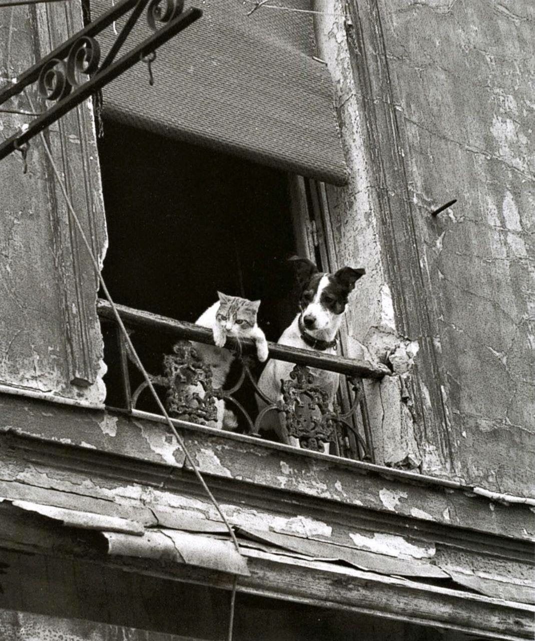 Кот и пёс в Париже. Фотограф Анник Жерарден