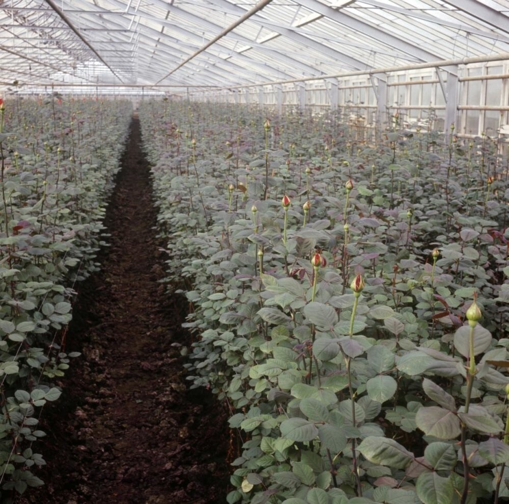 Выращивание роз, Центр голландского цветочного производства. Фотограф Виктор Мееуссен