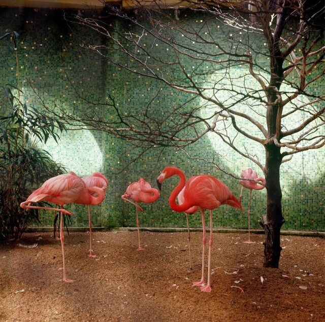 Фламинго в зоопарке Роттердама, 1965 год. Фотограф Виктор Мееуссен