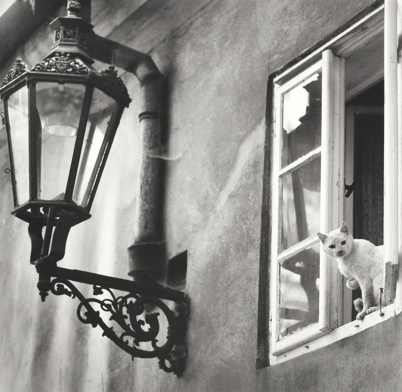 Кошка в окне. Фотограф Иржи Вшетечка