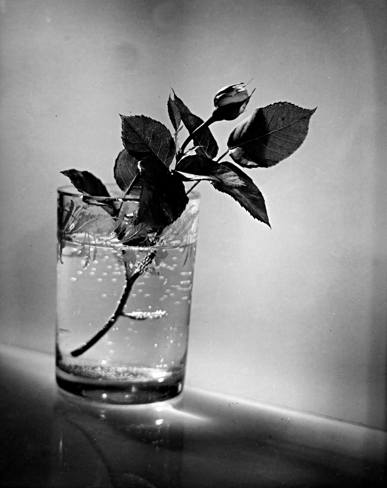 Бутон розы. Фотограф Йозеф Судек