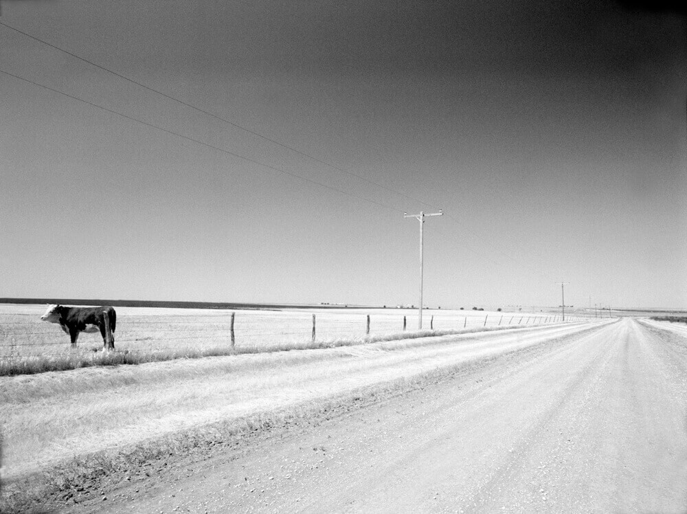 Корова, Техас. Фотограф Роберт Фарбер