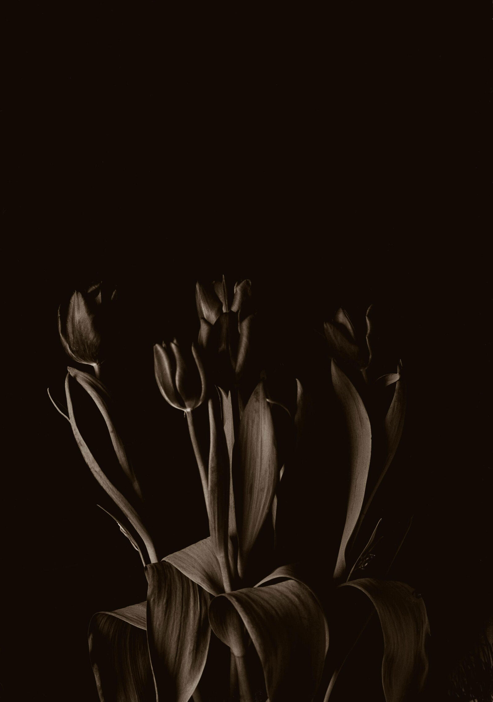 Тюльпаны. Фотограф Роберт Фарбер