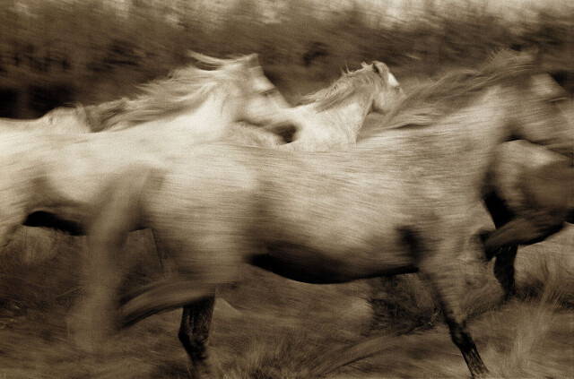 Лошади. Фотограф Роберт Фарбер
