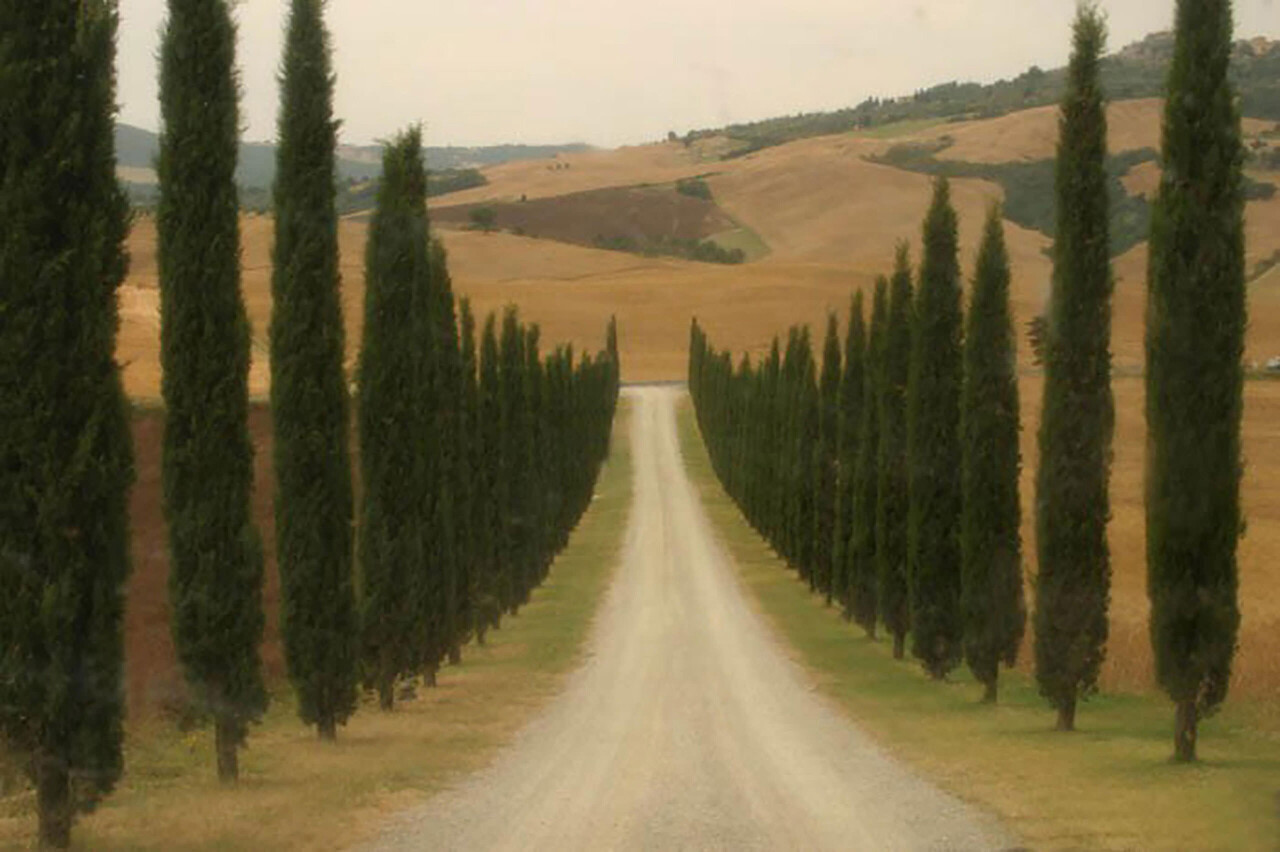 Тосканские деревья. Фотограф Роберт Фарбер
