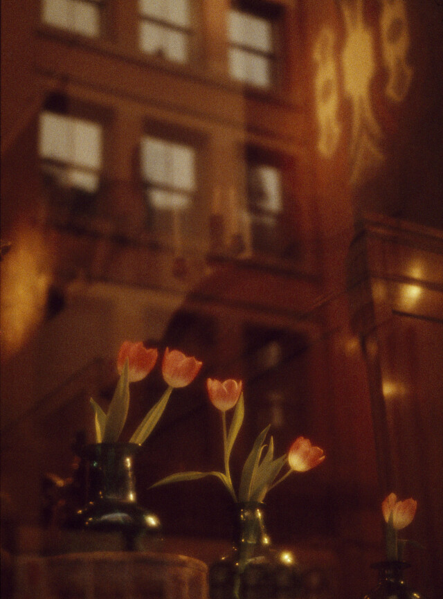 Нью-йоркские тюльпаны. Фотограф Роберт Фарбер