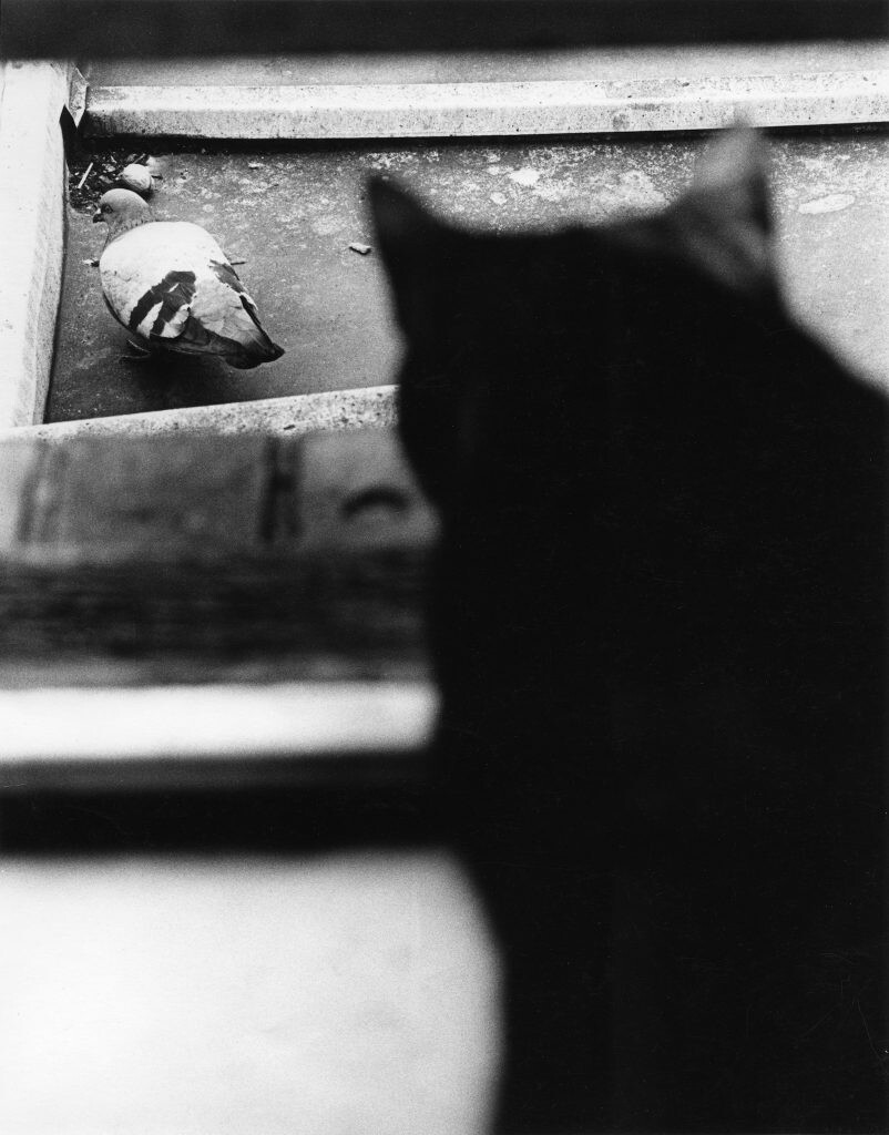 Кот и голубь. Лондон, 1966. Фотограф Роберт Бломфилд