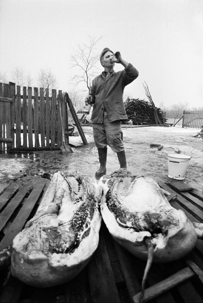 Убой свиней, 1981. Фотограф Петер Корниш
