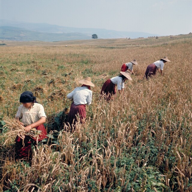 Уборка урожая, 1974. Фотограф Петер Корниш
