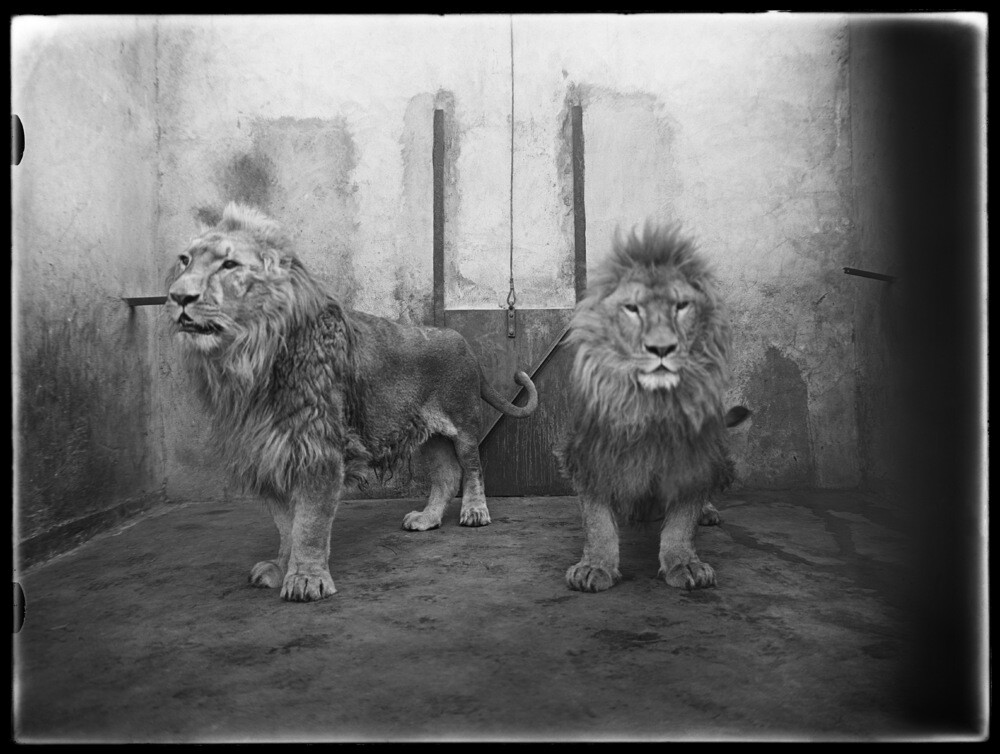 Львы в Бургерс-Диренпарке, Арнем, 1928 год. Фотограф Ричард Тепе
