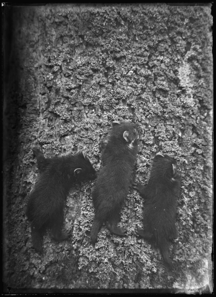 Молодые куницы взбираются на дерево, Хервейнен, 1916 год. Фотограф Ричар Тепе