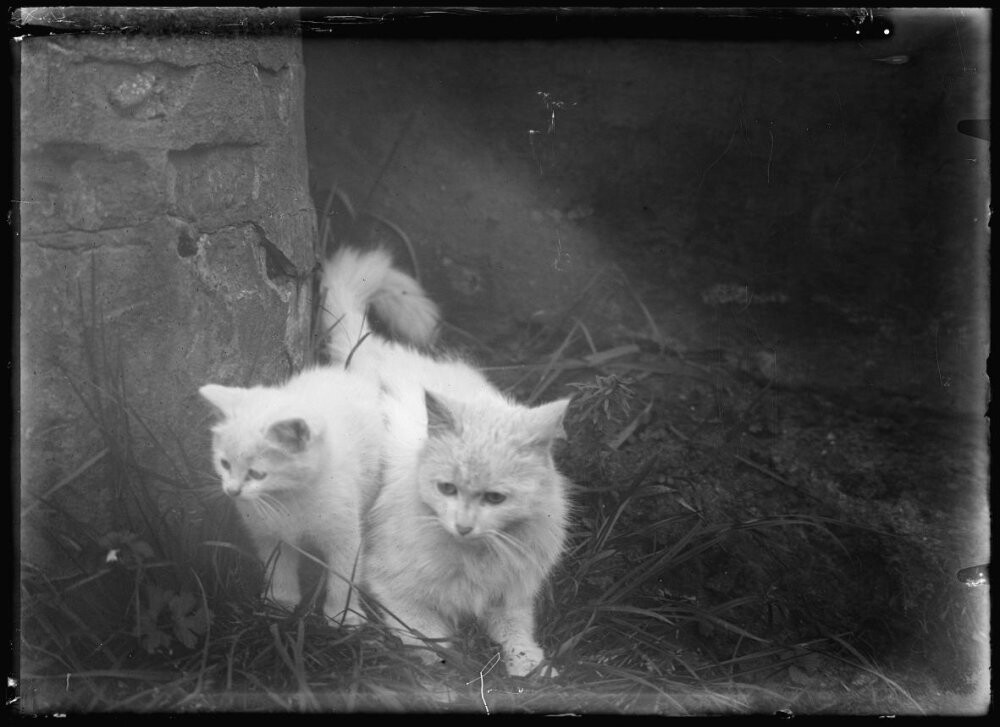 Кошка с котятами, 1937 год. Фотограф Ричард Тепе