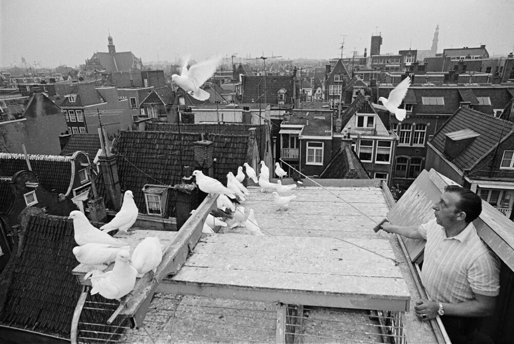 Разводчик голубей, Амстердам, 1971 год. Фотограф Аарт Кляйн