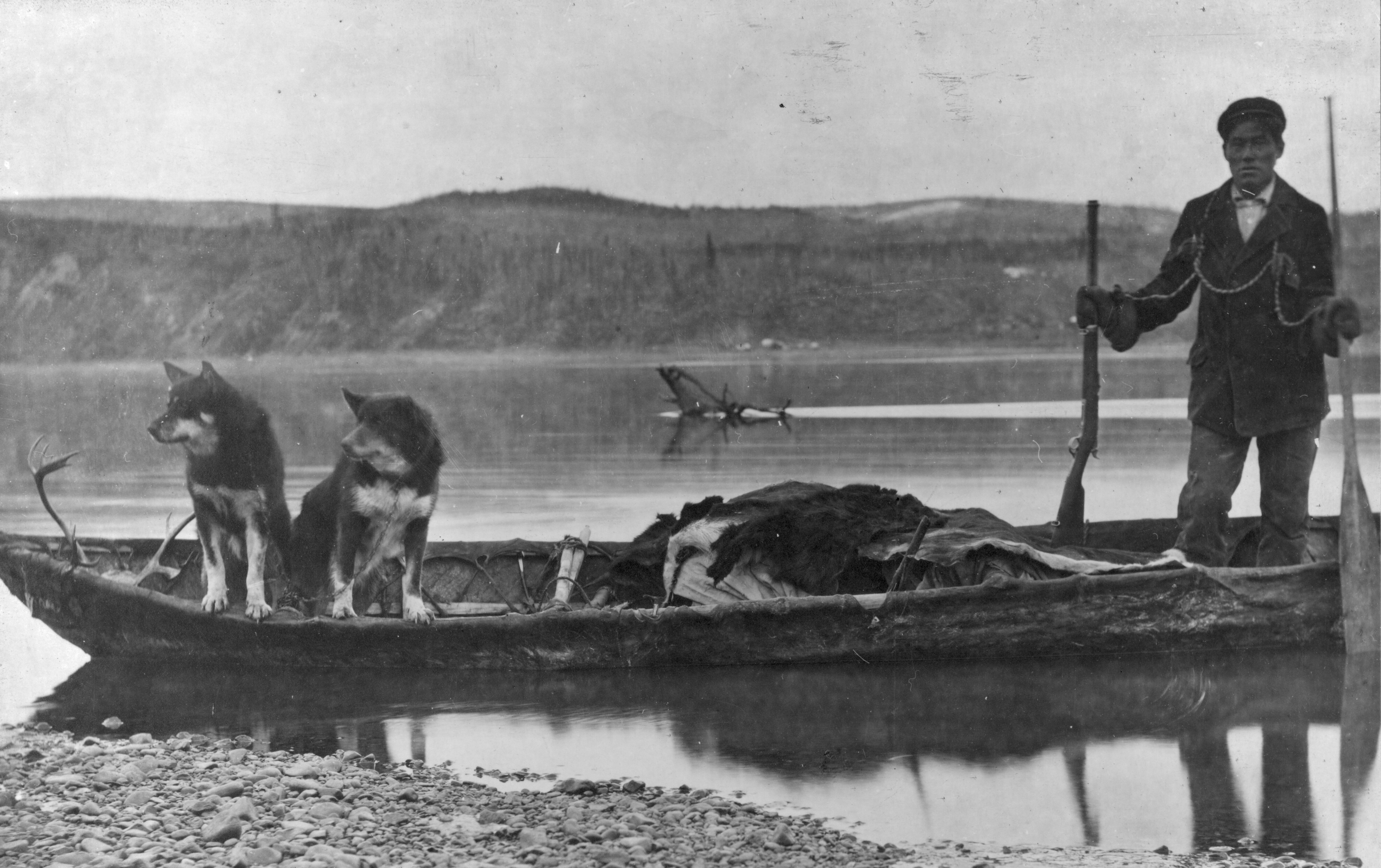 Траппер со шкурами и собаками в каноэ, Аляска, 1900 – 1930