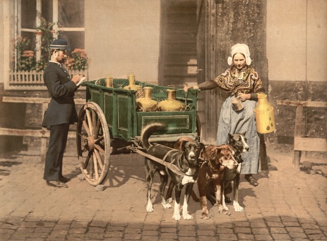 Фламандская молочница, Антверпен, Бельгия, фотохром, 1890 – 1900