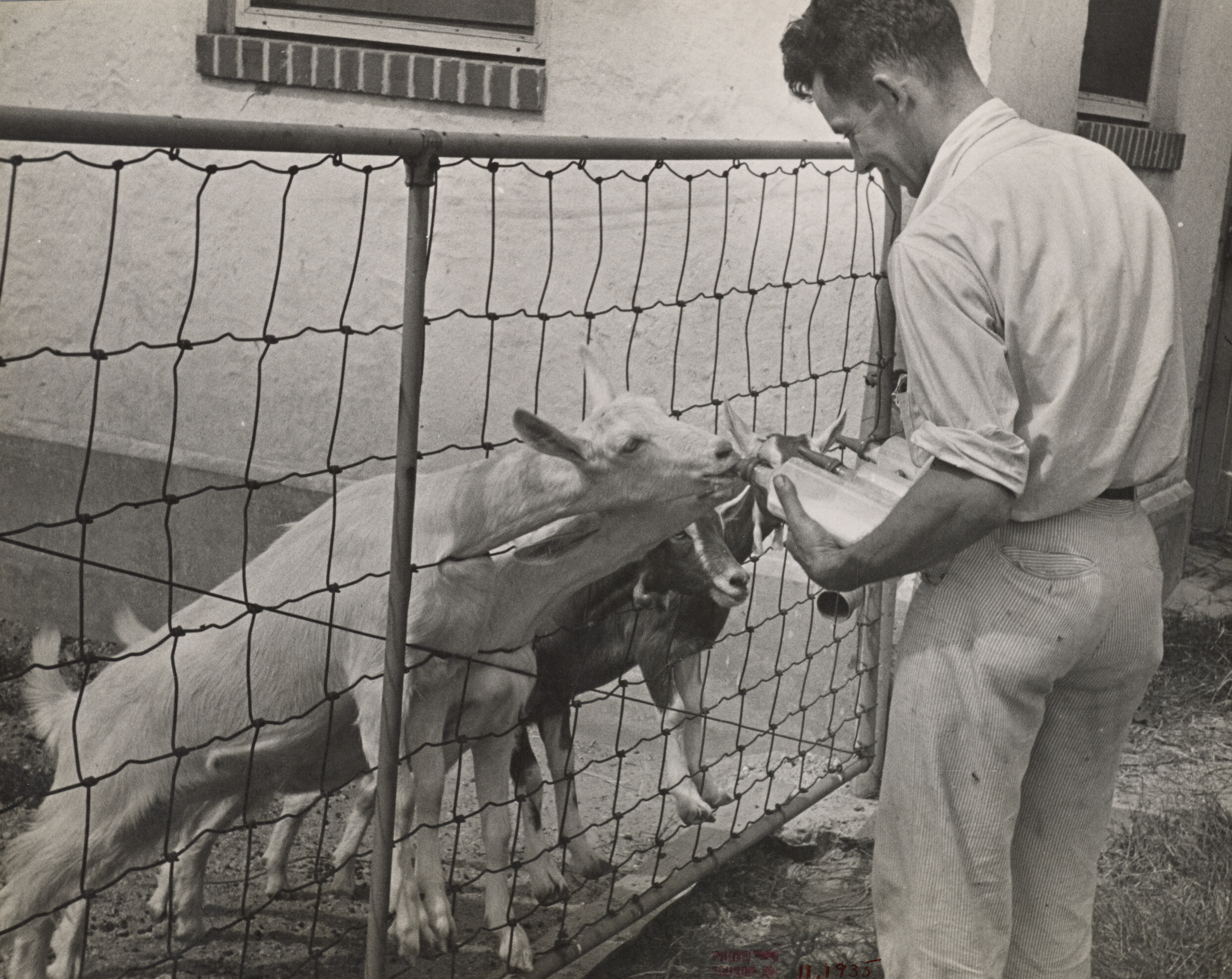 Зааненские козы. Округ Принс-Джорджес, Мэриленд, 1935. Фотограф Карл Миданс