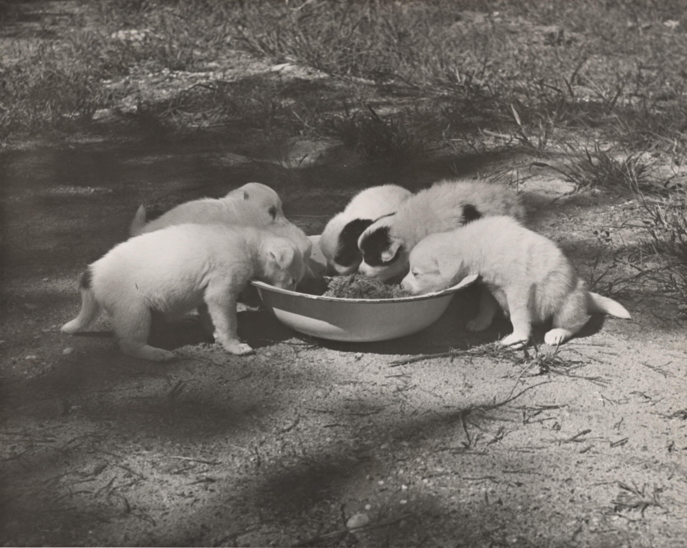 Подопытные собаки. Округ Принс-Джорджес, Мэриленд, 1935. Фотограф Карл Миданс