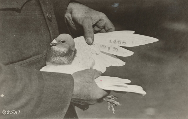 Опознавательные знаки на крыльях армейского почтового голубя. Армия США, корпус связи, 1918