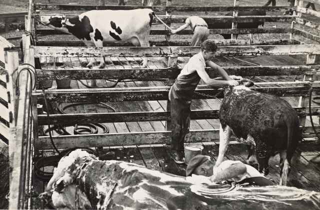 Мытьё скота на ярмарке. Спрингфилд, Массачусетс, 1936. Фотограф Карл Миданс