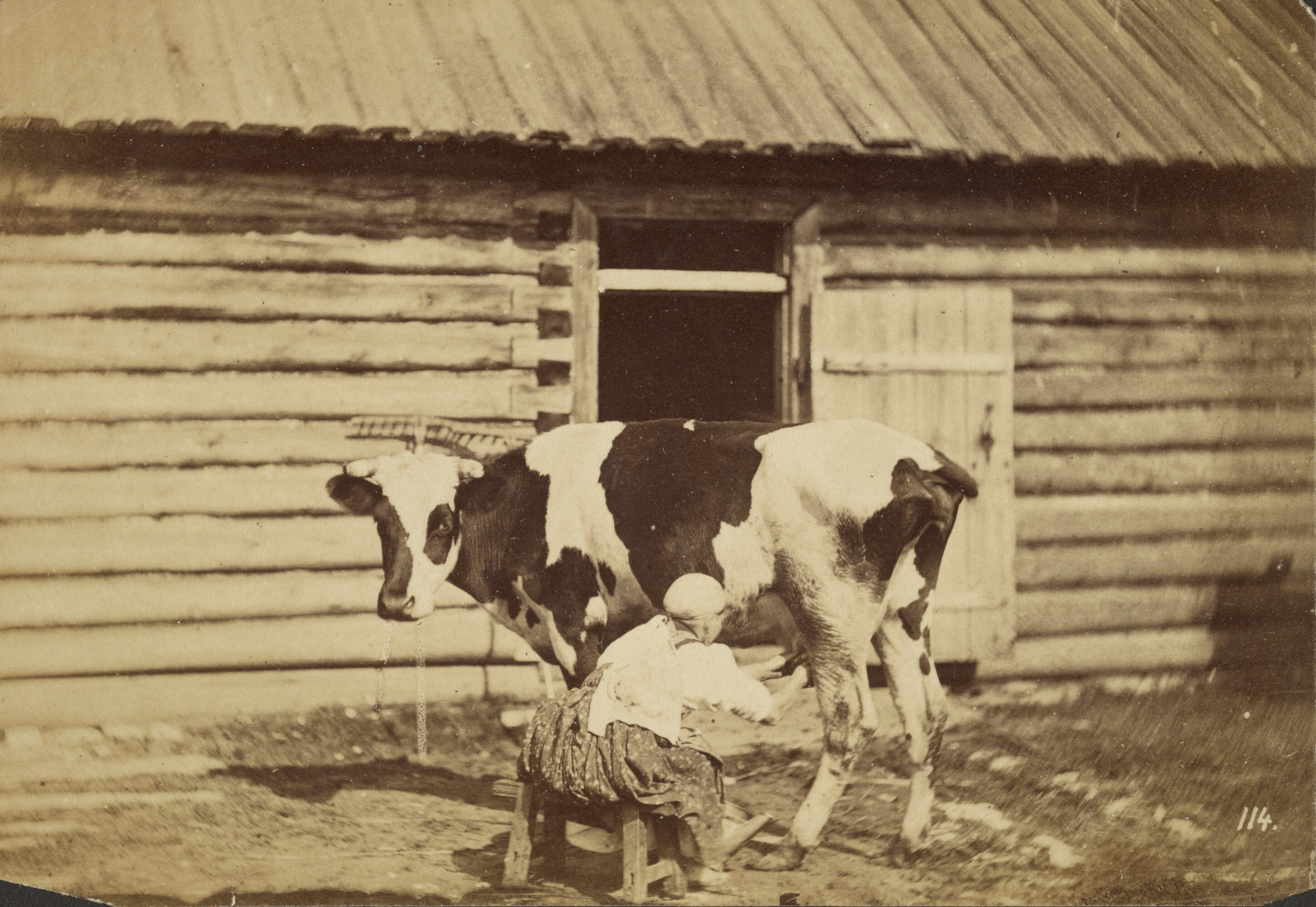 Доение коровы. Россия, 1860–1870. Фотограф Вильям Каррик