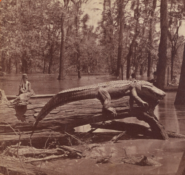 Большой аллигатор, ок. 360 кг. Луизиана, 1870-е. Фотограф Сэмюэл Т. Блессинг