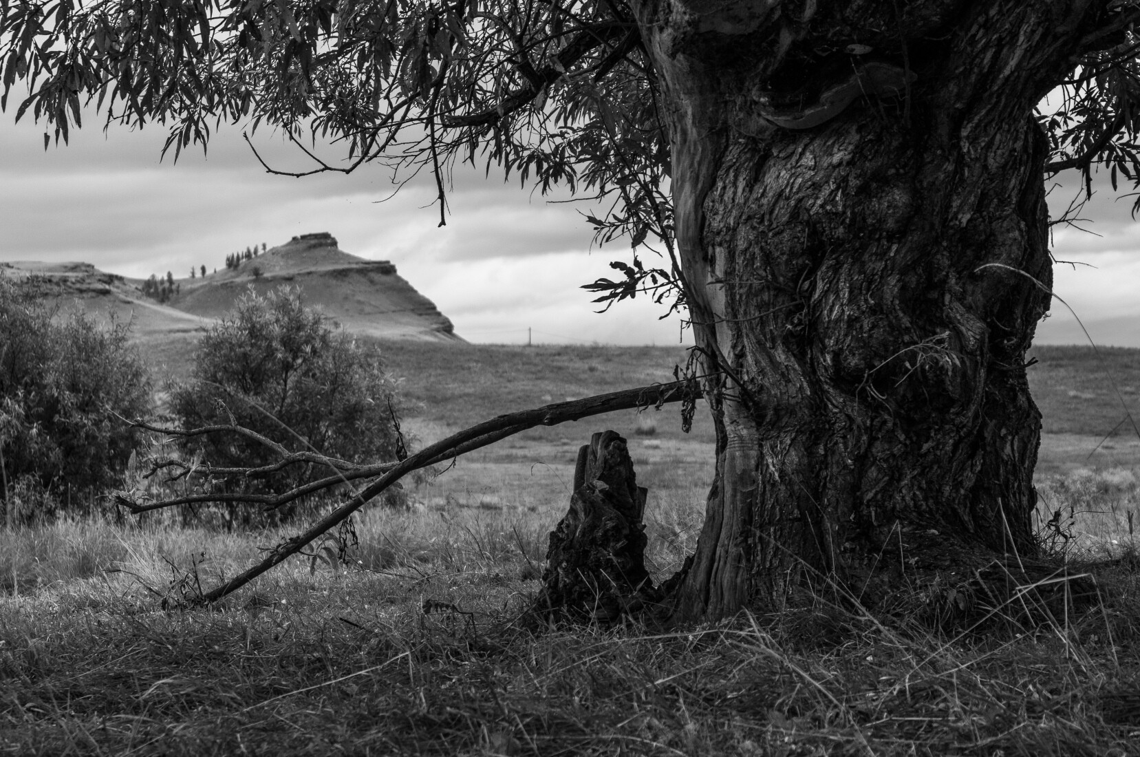 Старая ольха и све Тарпиг _ © 2019