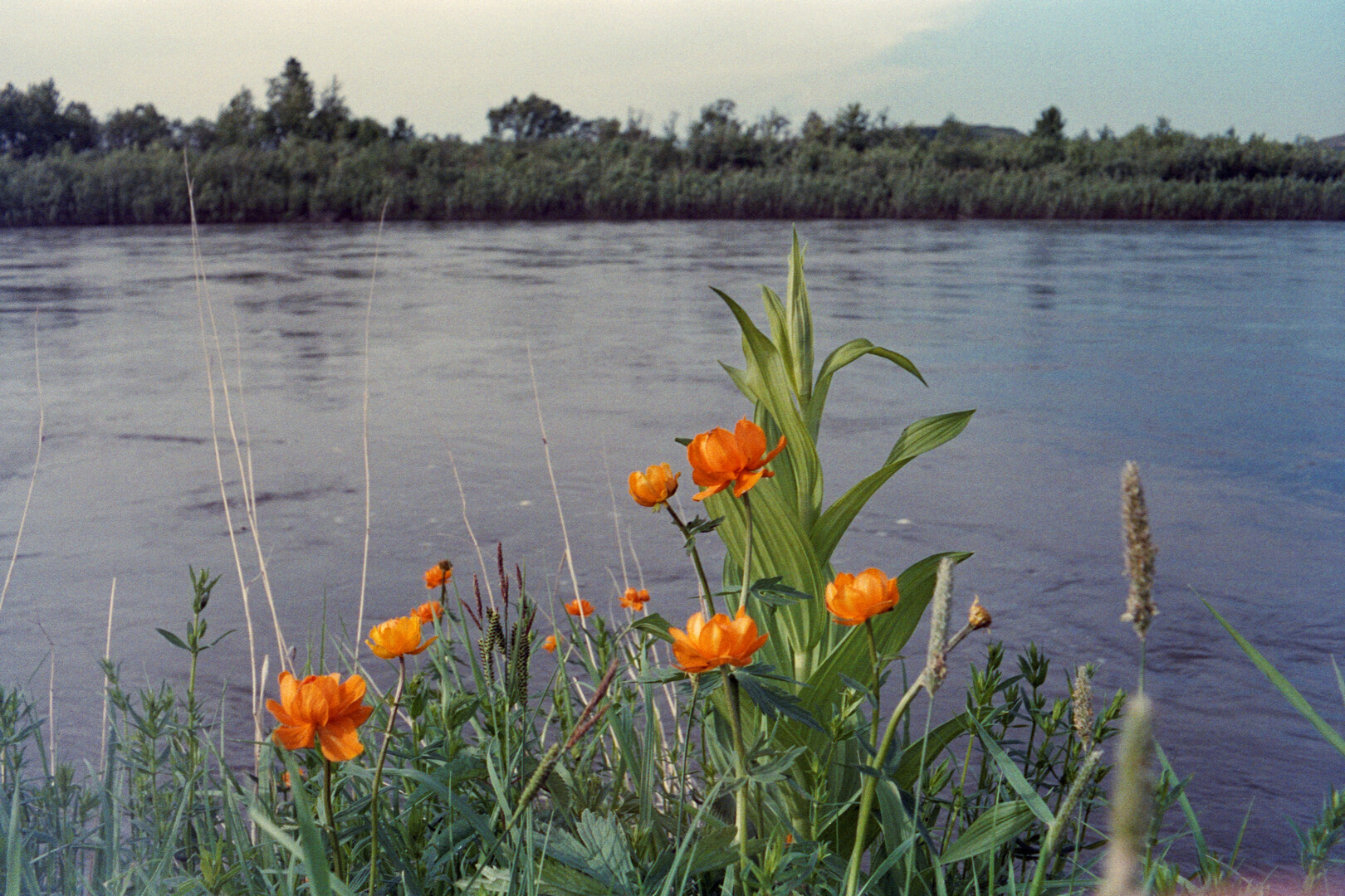 Жарки и река Чулым. 2023 © Александр Жирнов