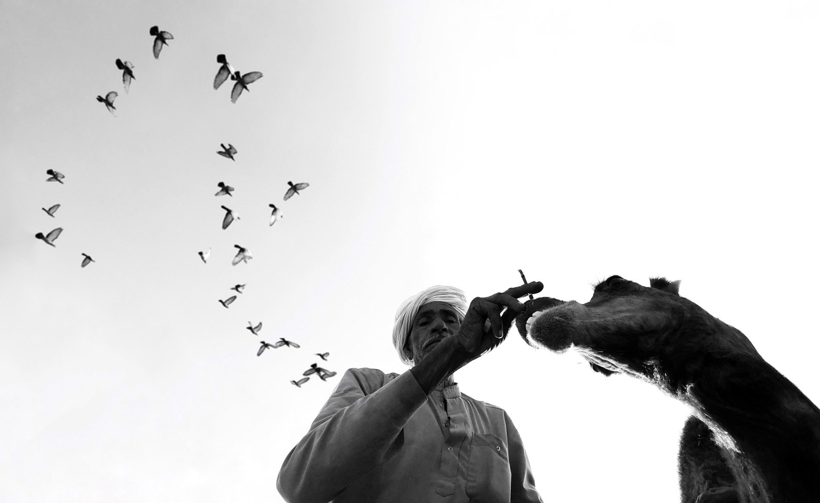 Категория Путешественник. Верблюжья ярмарка, Пушкар, Индия. Автор Димпи Бхалотия