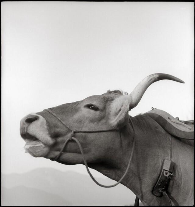Крупный рогатый скот, 1940-е. Фотограф Леонард фон Матт