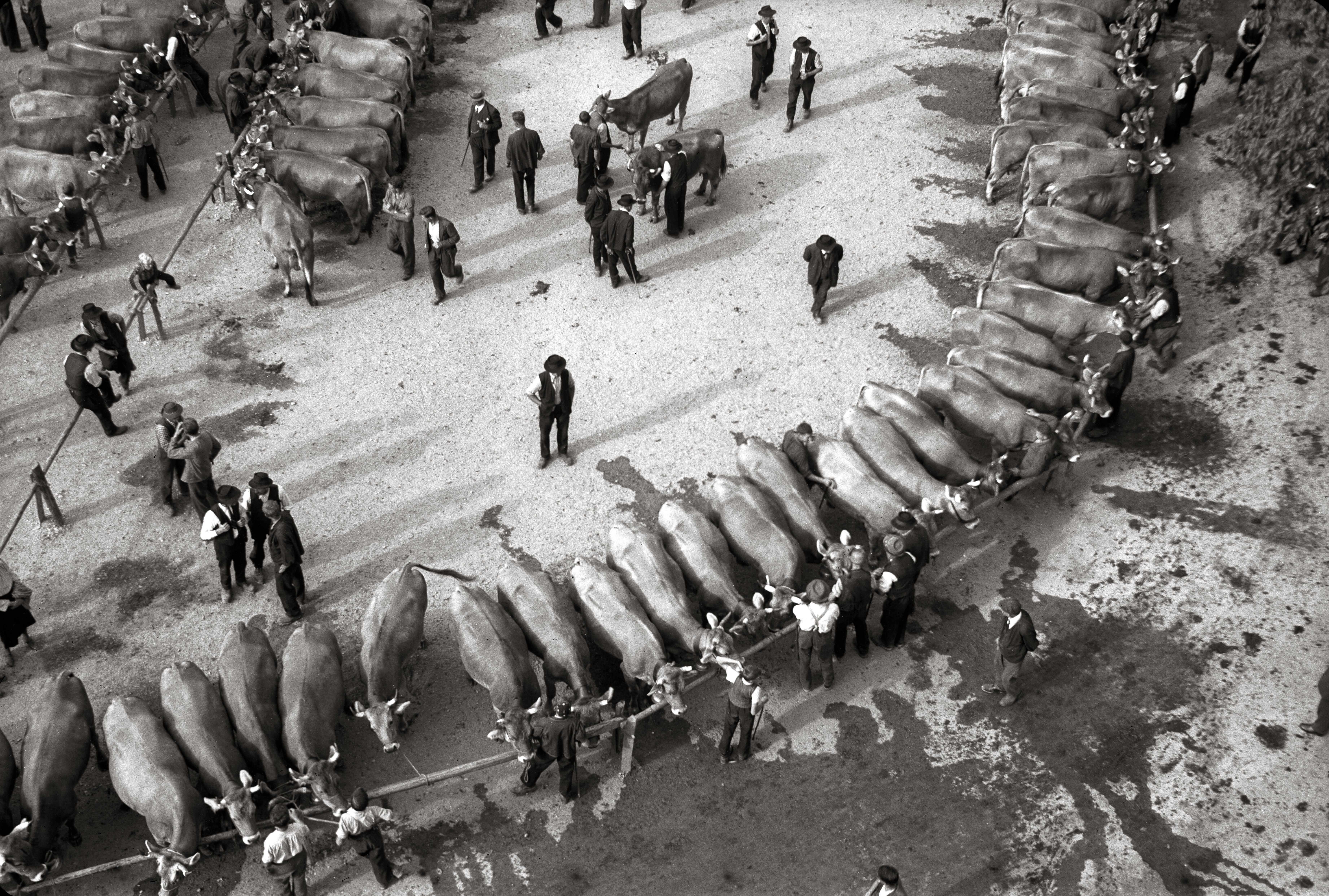 Выставка крупного рогатого скота. Снято с церковной башни, 1942. Фотограф Леонард фон Матт