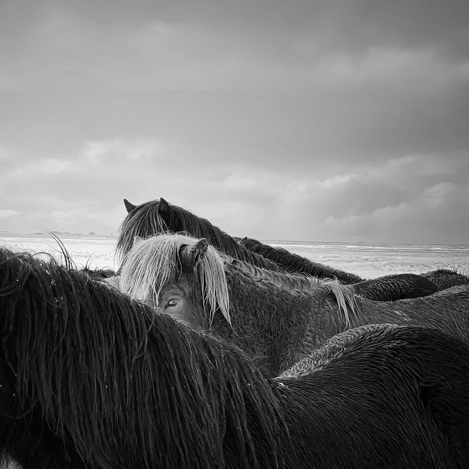 1 место в категории Животные, 2020. Лошади в бурю, Исландия. Автор Сяоцзюнь Чжан