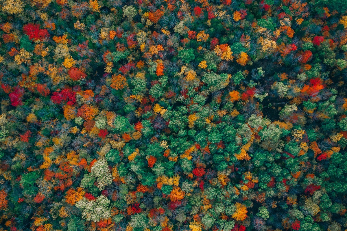 Осенние цвета. Фотограф zekedrone