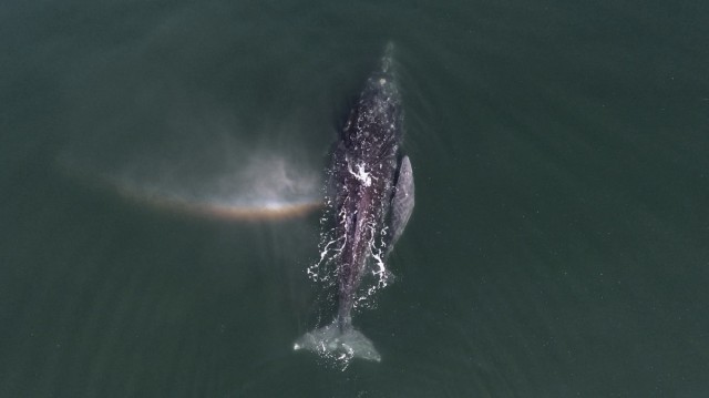 Серые киты, Южная Нижняя Калифорния, Мексика. Фотограф postandfly