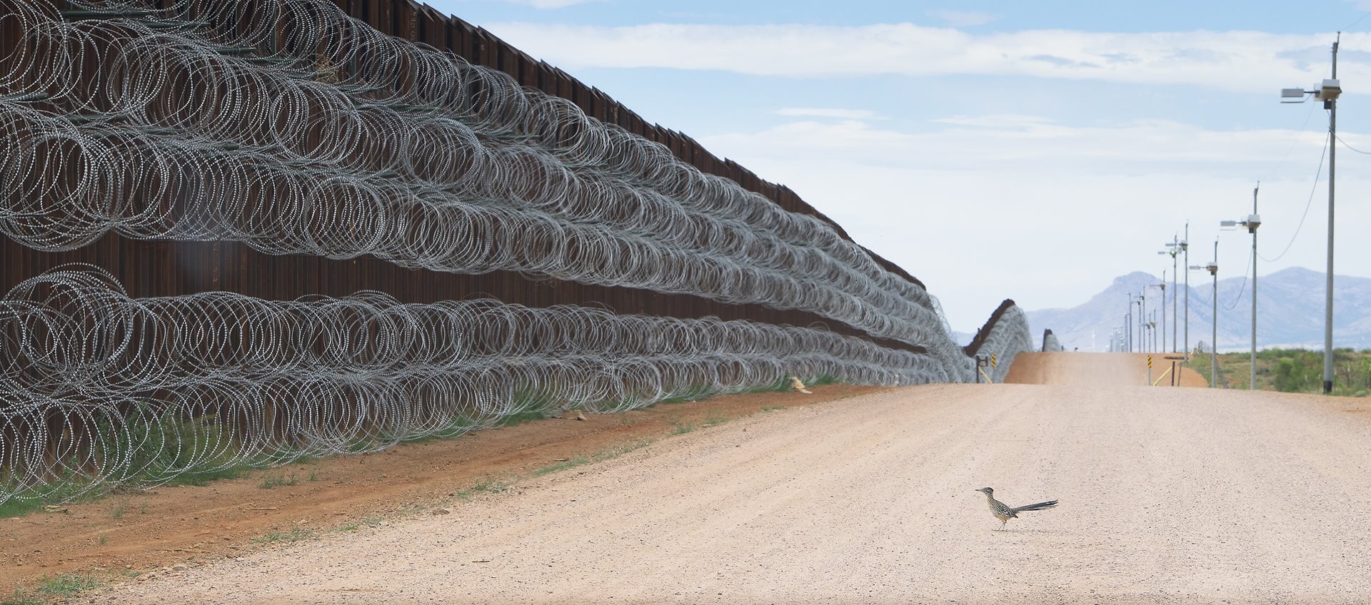 2 место в категории Природа, 2020. Калифорнийская земляная кукушка у пограничной стены, разделяющей США и Мексику в Аризоне. Автор Алехандро Прието