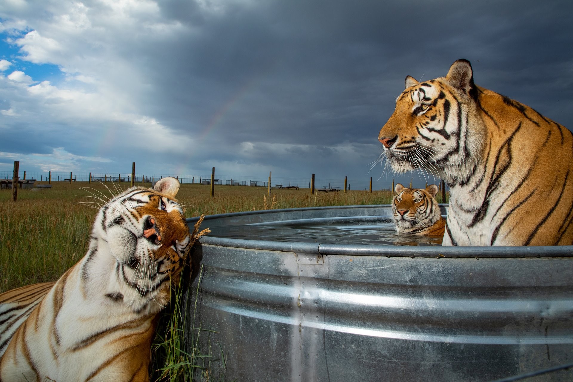 2 место в категории Современные проблемы, фотосерия, 2020. Тигры освежаются в бассейне в заповеднике диких животных в Кинсбурге, штат Колорадо, США. Автор Стив Винтер