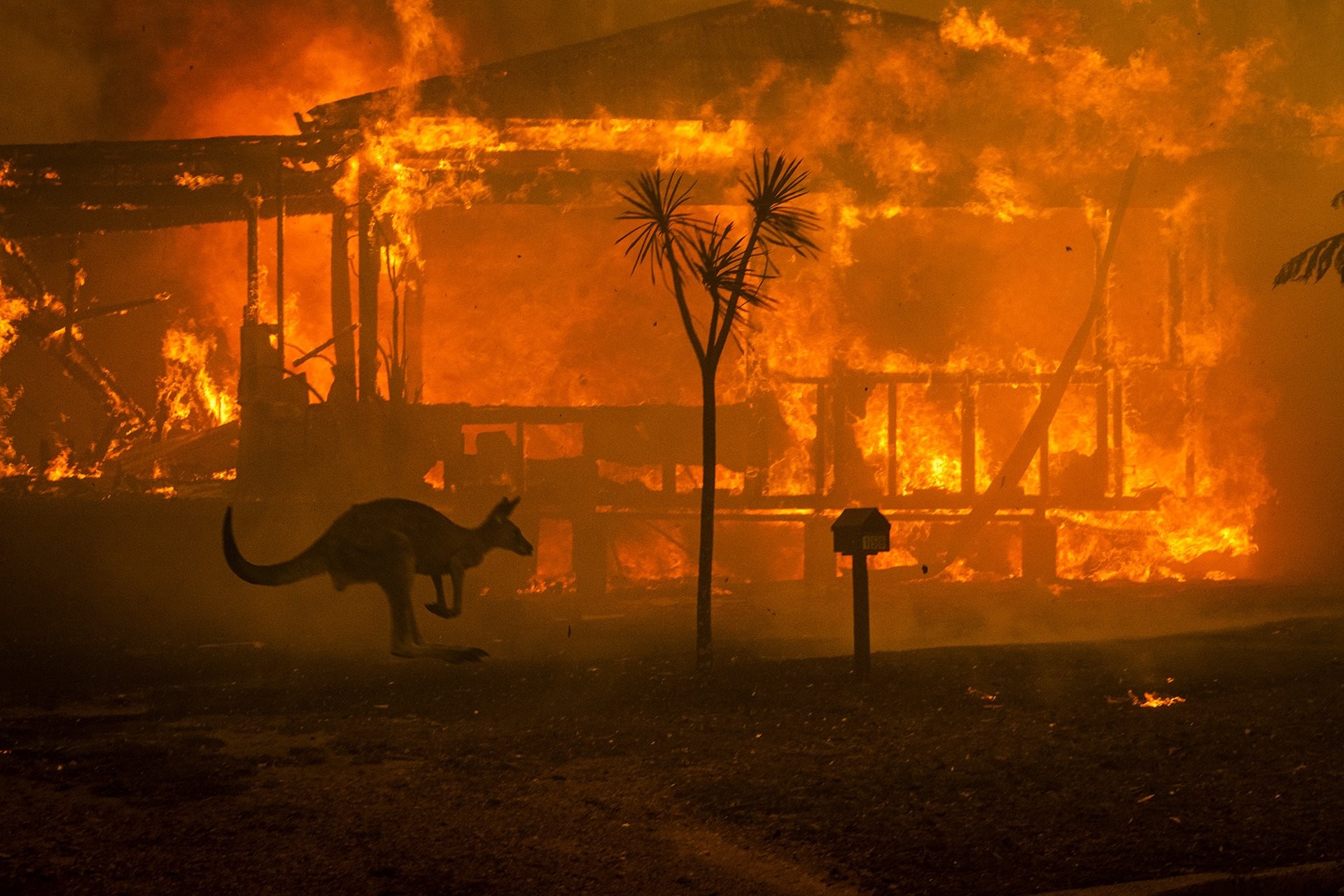 2 место в категории Срочные новости, фотосерии, 2020. Кенгуру пытается спастись от лесного пожара возле горящего дома в Новом Южном Уэльсе, Австралия. Автор Мэтью Эбботт