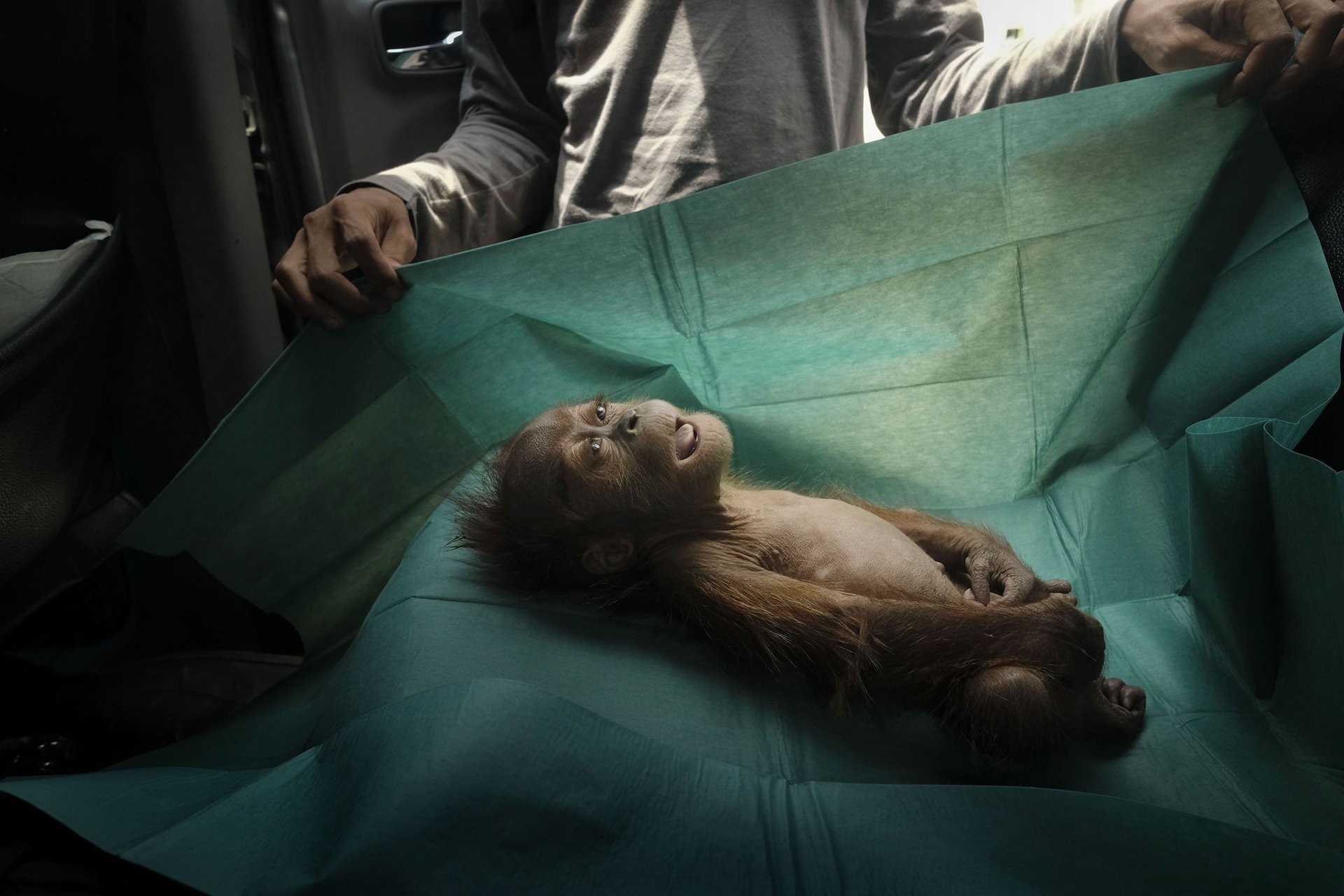 1 место в категории Природа, 2020. Орангутан, умерший вскоре после того, как его с раненой матерью нашли на пальмовой плантации в Индонезии. Автор Ален Шредер