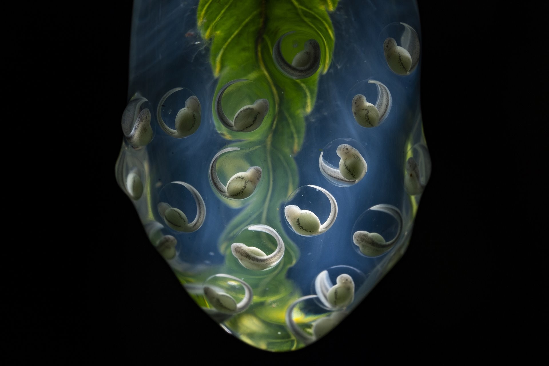 3 место в категории Природа, 2021. Яйца стеклянной лягушки, отложенные на листке в тропических лесах Анд близ биологической станции Янаяку, Напо, Эквадор. Автор Хайме Кулебрас