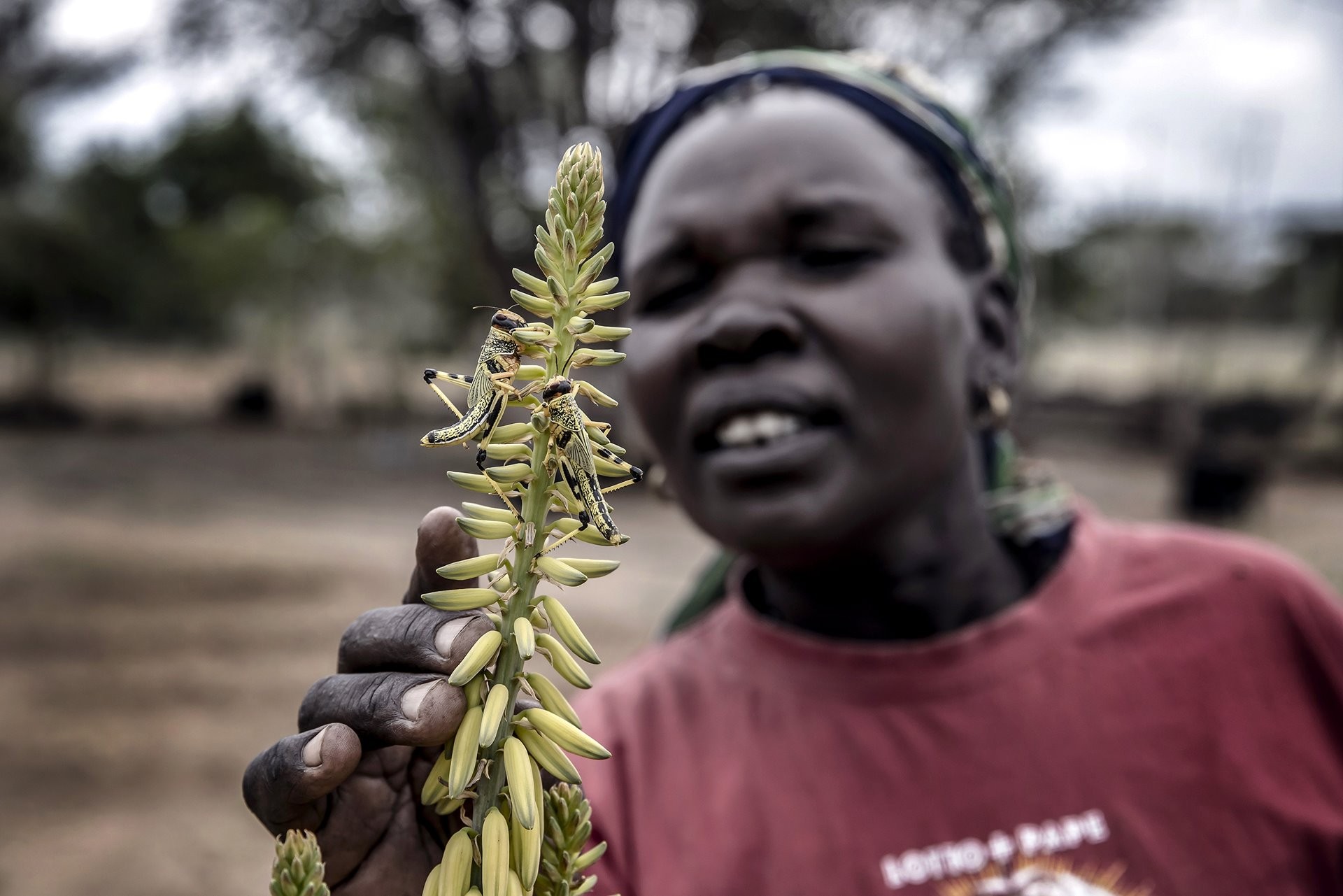 3 место в категории Природа, серия, 2021. Нашествие саранчи на ферме в округе Туркана, Кения. Автор Луис Тато