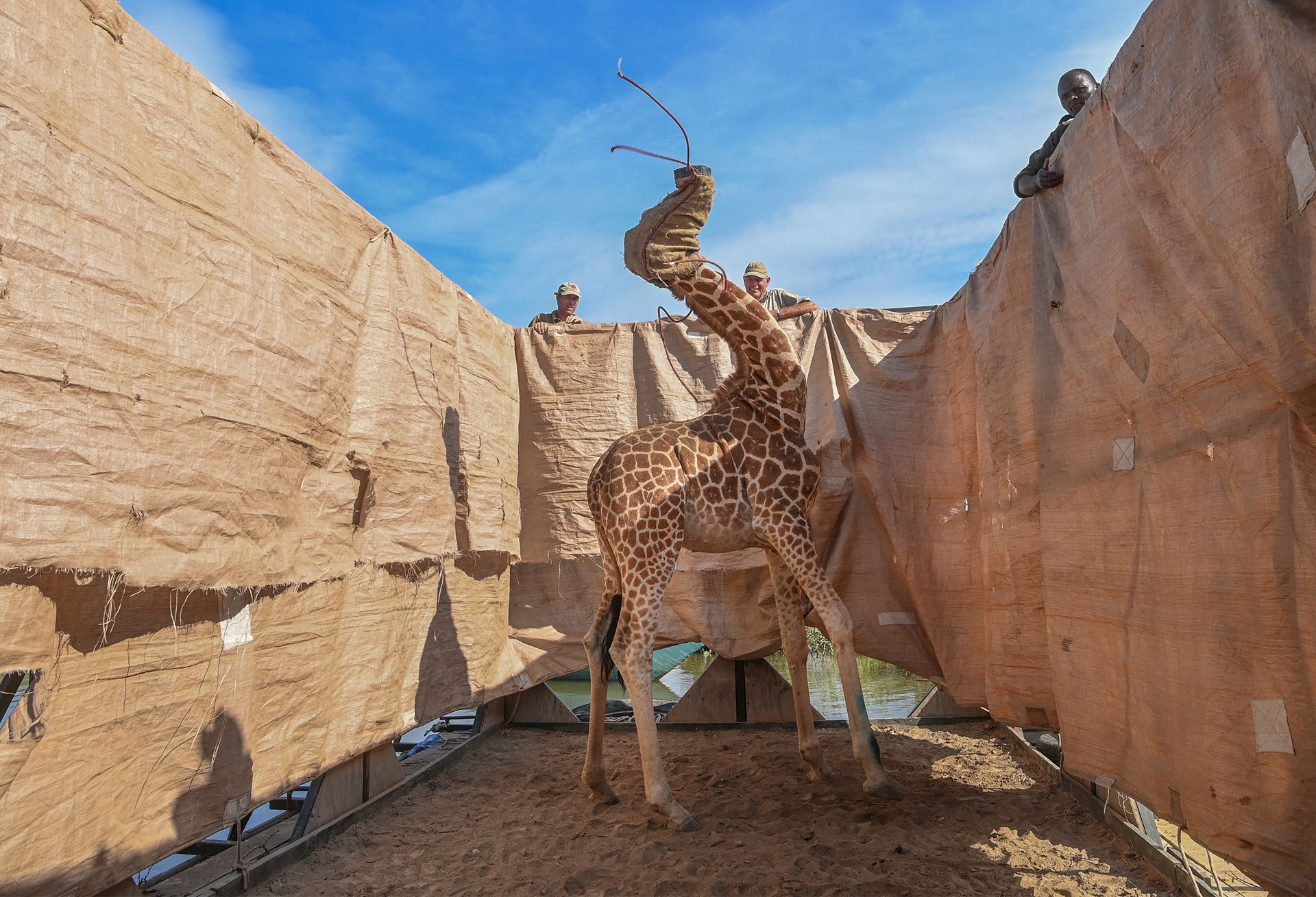 1 место в категории Природа, 2021. Жирафа перевозят с затопленного острова в безопасное место на специально построенной барже, озеро Баринго, Кения, 3 декабря 2020 года. Автор Ами Витале