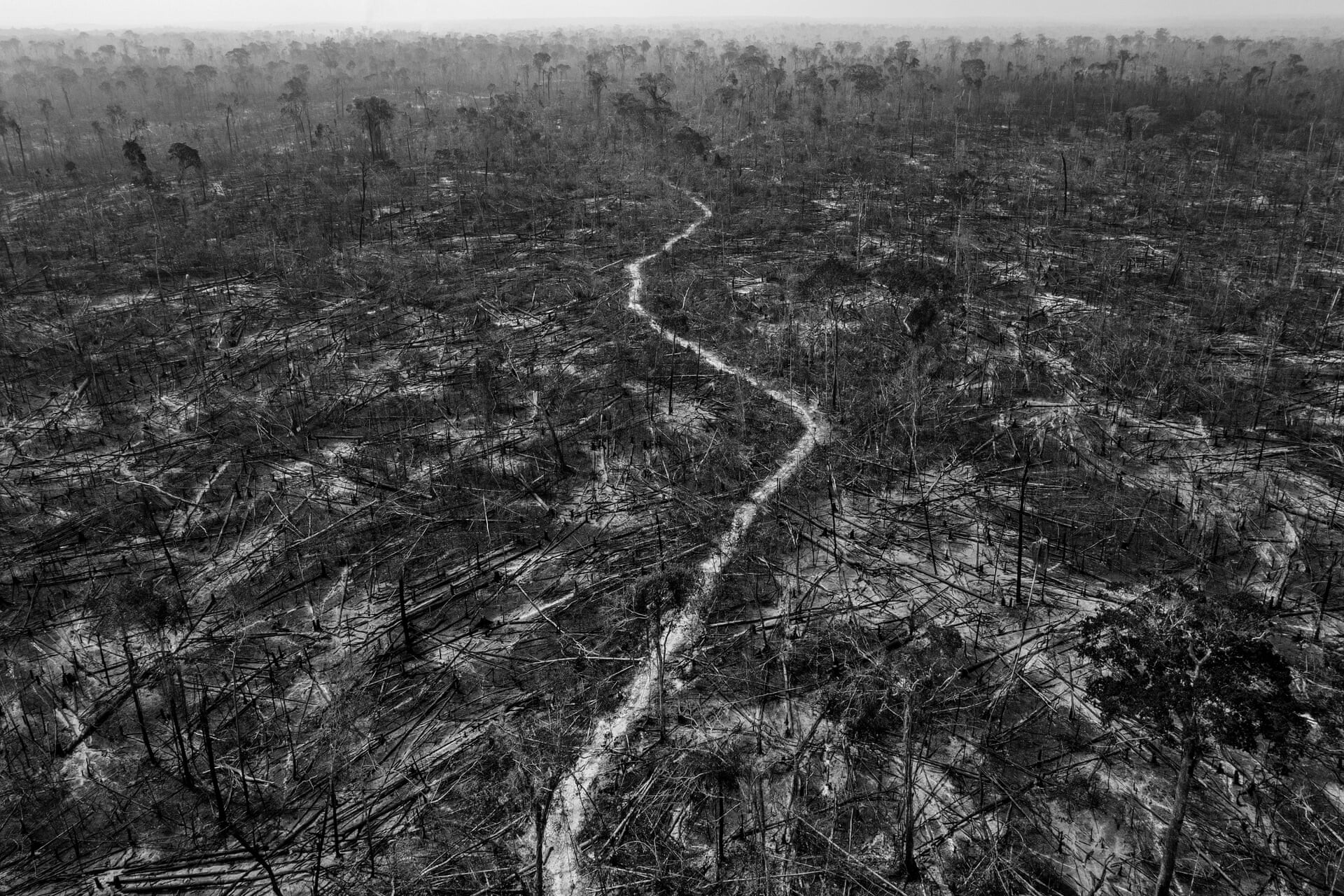 Победитель, Южная Америка, долгосрочный проект, 2022. Амазонская антиутопия. Проект об угрозе, что влечёт за собой вырубка тропических лесов. Автор Лало де Алмейд