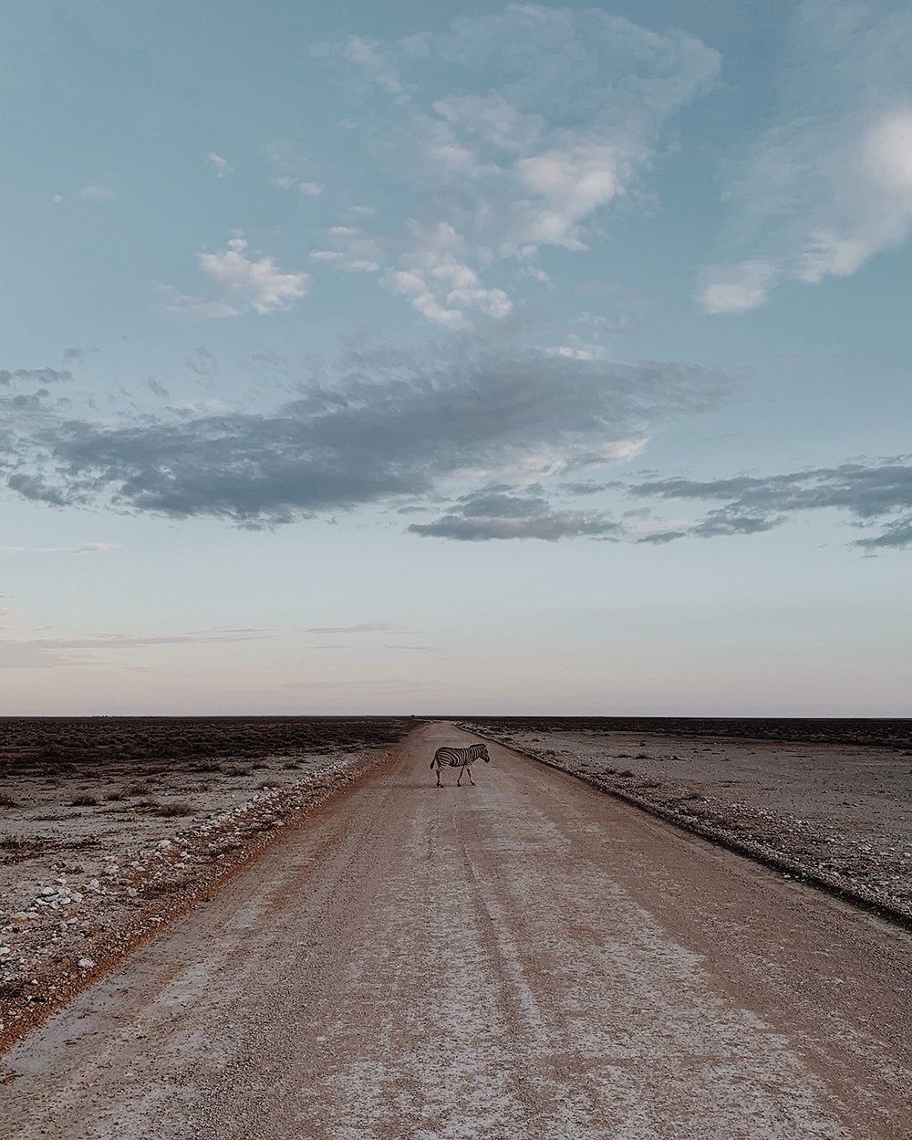 Главный победитель, 2019. Национальный парк Этоша, Намибия. Автор Даниэль Хейлиг