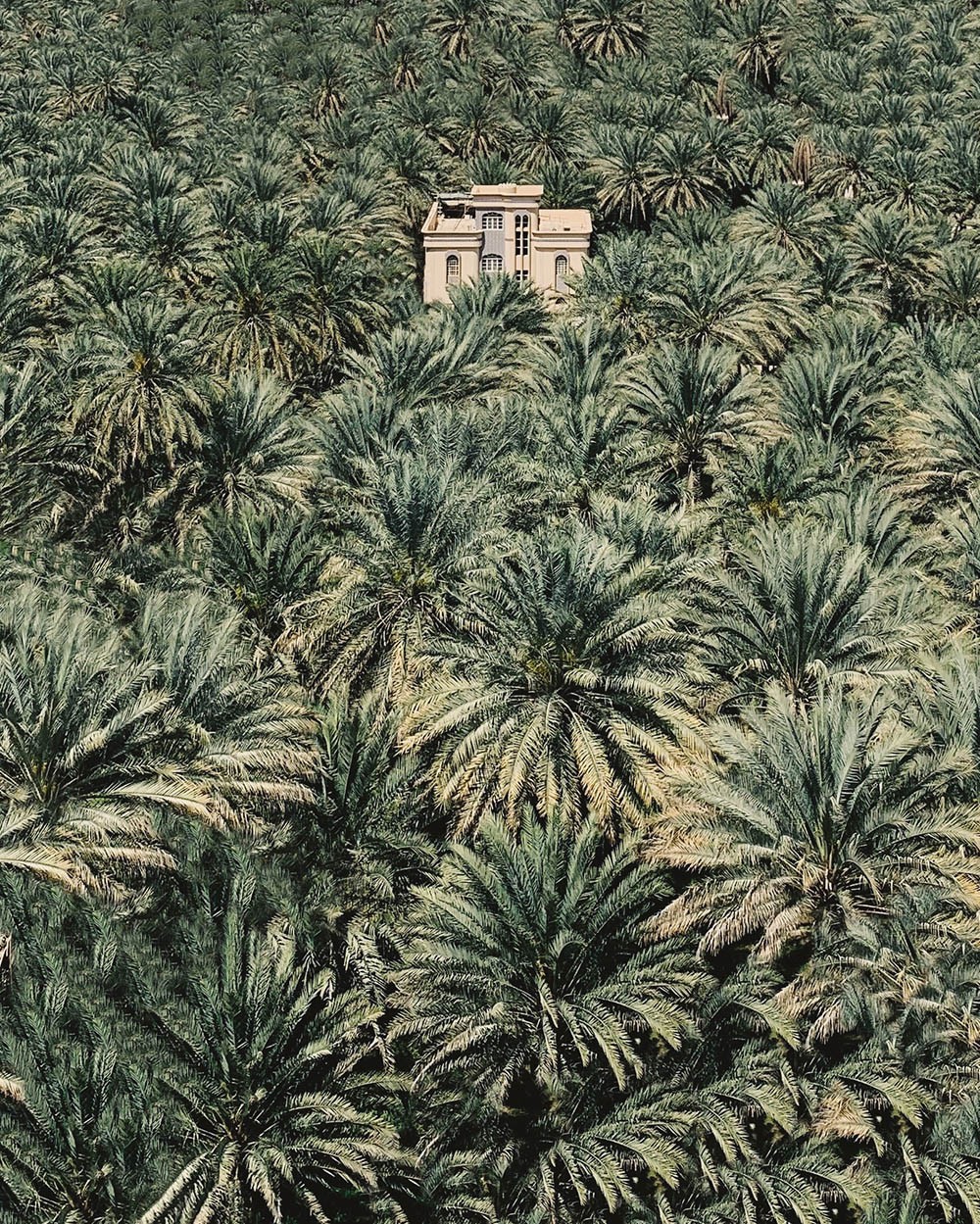 Главный победитель, 2019. Пальмовый оазис, Оман. Автор Даниэль Хейлиг