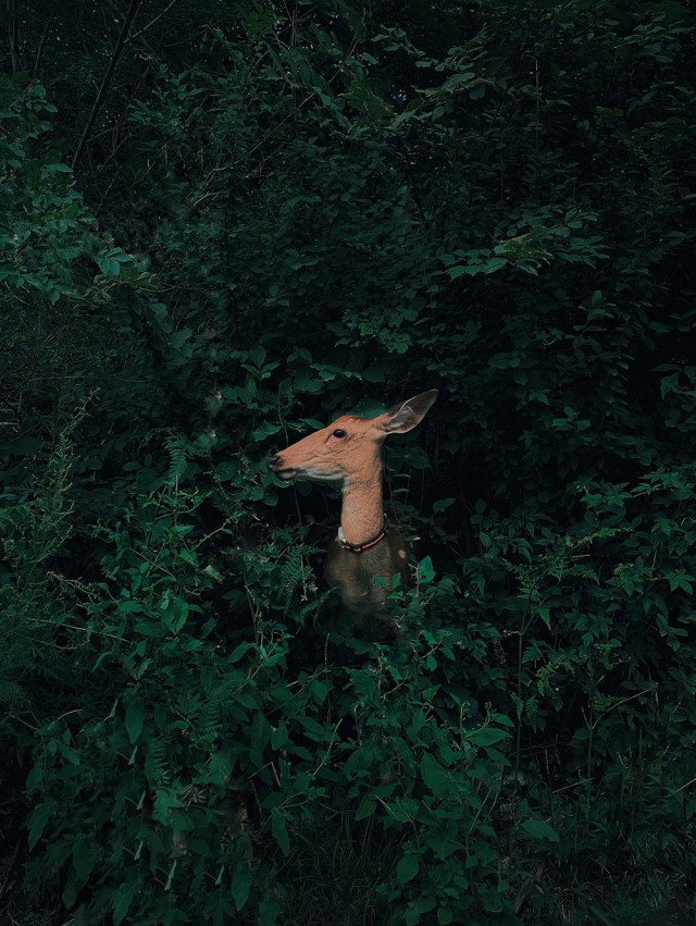 Победитель в категории «Природа и дикие животные», 2020. «Олень, прячущийся в лесу». Автор Цзянь Цуй