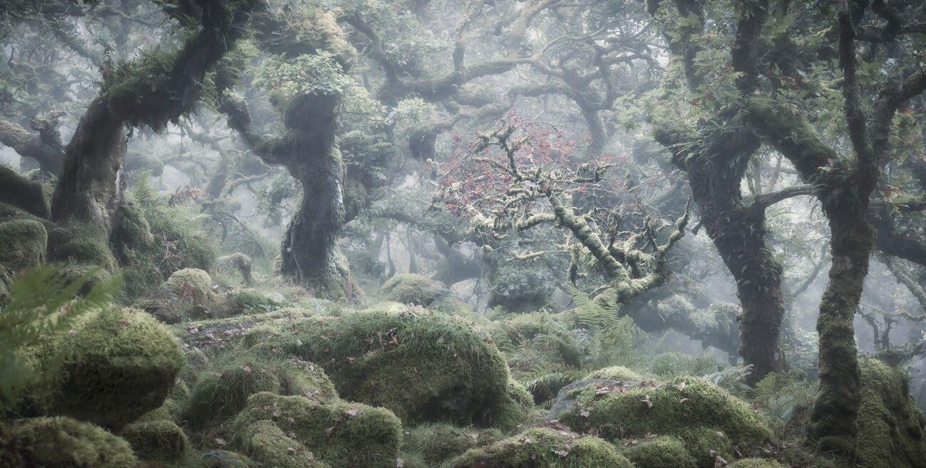 Финалист, 2021. Высокогорный дубовый Уистманский лес в Дартмуре, Девон, Англия. Автор Саймон Тернбулл