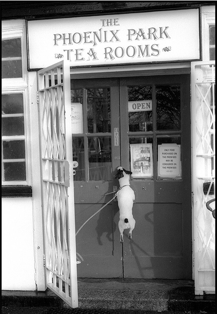 Собака сходит с ума, пока хозяин ушёл в чайную. Дублин, 2000. Фотограф Дэвид Гибсон